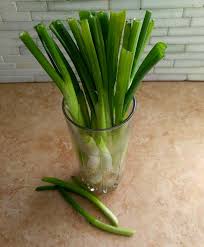 You can regrow spring onions in water 